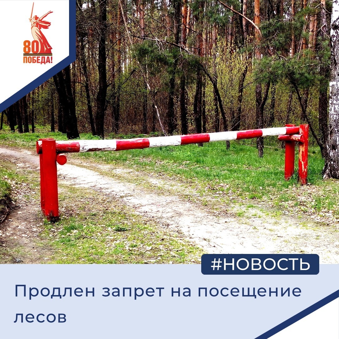 Продлен запрет на посещение лесов.
